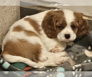 Cavalier King Charles Spaniel Puppy for sale in DELAND, FL, USA