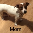 Small Photo #1 Jack Russell Terrier Puppy For Sale in ONEIDA, WI, USA
