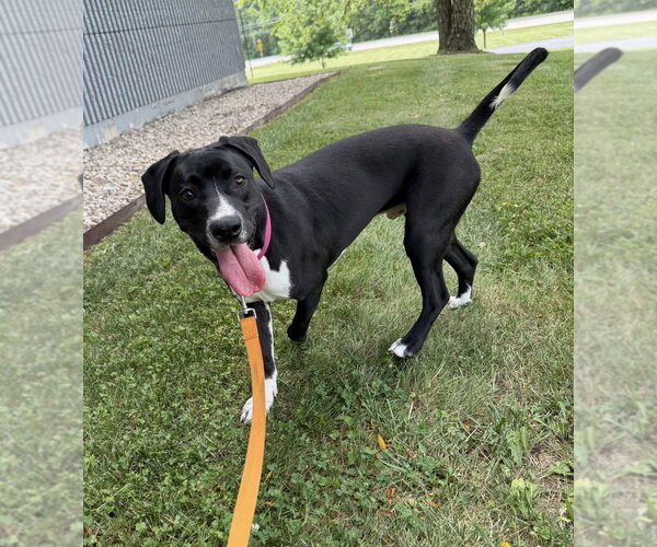 Medium Photo #14 Labbe Puppy For Sale in Osgood, IN, USA