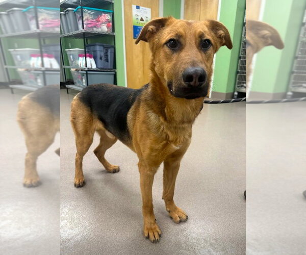 Medium Photo #4 Mutt Puppy For Sale in La Porte, IN, USA