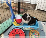 Small #4 Great Pyrenees