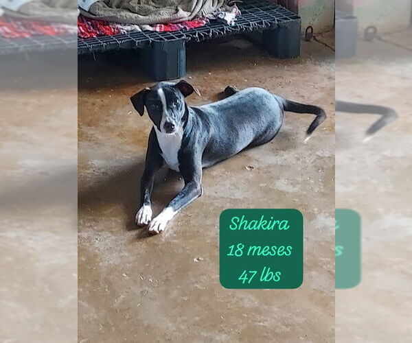 Medium Photo #1 Mutt Puppy For Sale in Virginia Beach, VA, USA