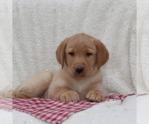 Labrador Retriever Puppy for sale in FELTON, PA, USA