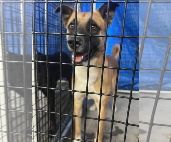 Medium Photo #1 Labrador Retriever-Unknown Mix Puppy For Sale in Rancho Cucamonga, CA, USA