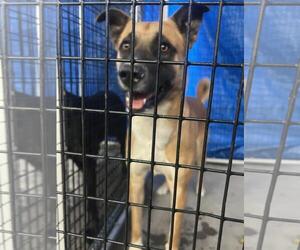 Labrador Retriever-Unknown Mix Dogs for adoption in Rancho Cucamonga, CA, USA