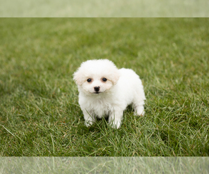 Mal-Shi Puppy for sale in WOLCOTTVILLE, IN, USA