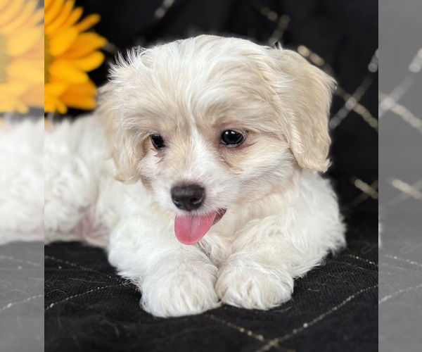 Medium Photo #2 Cav-A-Malt Puppy For Sale in ROCK STREAM, NY, USA