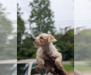 Biewer Yorkie Puppy for sale in WADESBORO, NC, USA