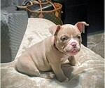 Small Photo #4 American Bully Puppy For Sale in SACRAMENTO, CA, USA