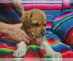 Puppy 2 Great Pyrenees-Rottweiler Mix