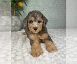 Small #1 Bernedoodle (Miniature)