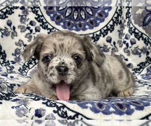 French Bulldog Puppy for sale in NEWTON, NJ, USA