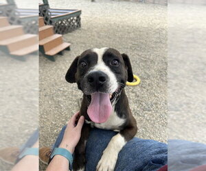 American Staffordshire Terrier-Unknown Mix Dogs for adoption in Palmetto, FL, USA