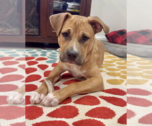 American Staffordshire Terrier-Labrador Retriever Mix Dogs for adoption in Brewster, NY, USA