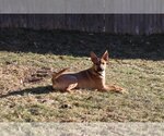 Small Photo #3 German Shepherd Dog-Unknown Mix Puppy For Sale in Sebec, ME, USA