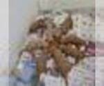 Image preview for Ad Listing. Nickname: Litter of 8