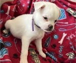 Puppy 2 Pomsky-Pug Mix