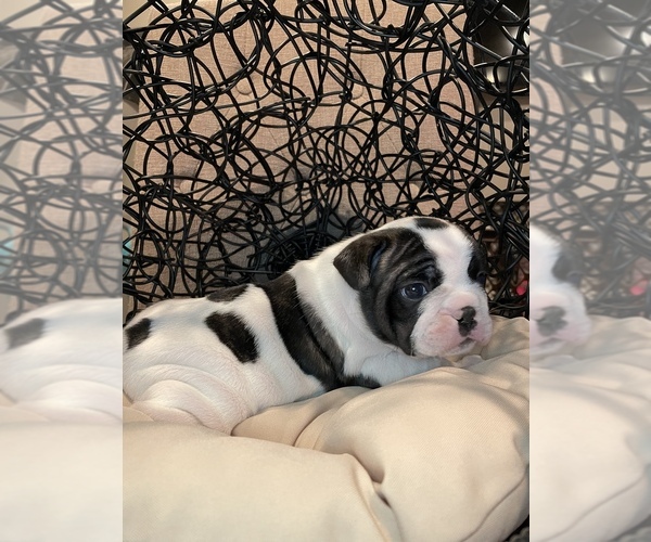 Medium Photo #2 French Bulldog Puppy For Sale in ELKHORN, WI, USA