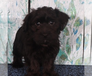 YorkiePoo Puppy for sale in MOUNT VERNON, OH, USA