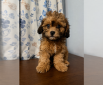 Small #7 Shih-Poo