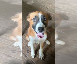 Australian Shepherd Dogs for adoption in Harrison, AR, USA