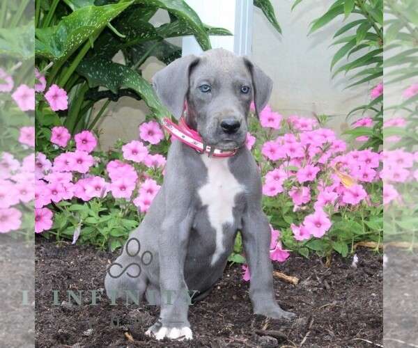Medium Photo #2 Great Dane Puppy For Sale in BROGUE, PA, USA