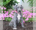 Small #1 Great Dane
