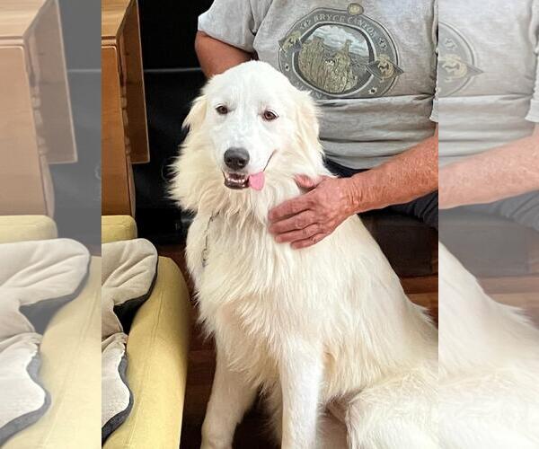 Medium Photo #3 Great Pyrenees Puppy For Sale in Spring, TX, USA