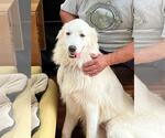 Small #2 Great Pyrenees