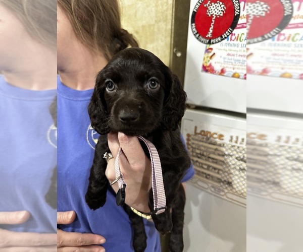 Medium Photo #5 Boykin Spaniel Puppy For Sale in HOPKINS, SC, USA