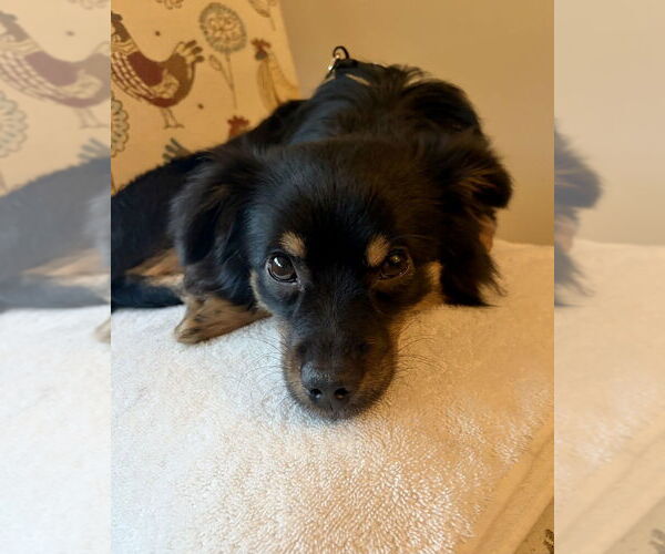 Medium Photo #2 Paperanian Puppy For Sale in Brewster, NY, USA