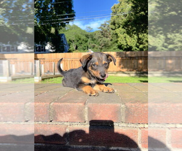 Medium Photo #5 German Shepherd Dog-Unknown Mix Puppy For Sale in Brewster, NY, USA