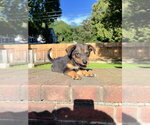 Small #4 German Shepherd Dog Mix