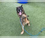 Small German Shepherd Dog