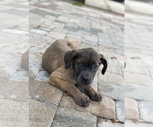 Cane Corso Puppy for sale in TAMPA, FL, USA