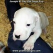 Small Photo #75 Dogo Argentino Puppy For Sale in PINEVILLE, MO, USA