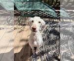 Small #3 Golden Retriever Mix