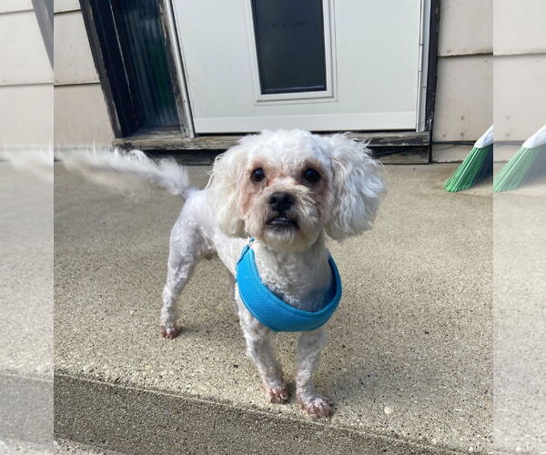 Medium Photo #1 Poodle (Miniature) Puppy For Sale in Wheaton, IL, USA