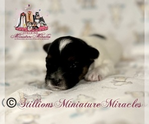 Morkie Mix Dog for Adoption in BURNSVILLE, North Carolina USA