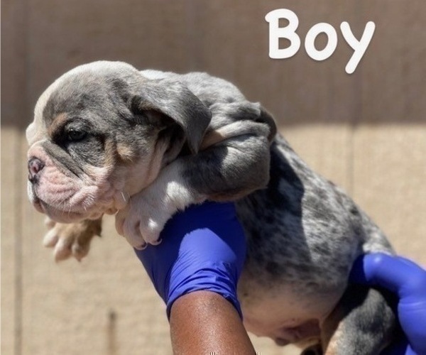 Medium Photo #4 English Bulldog Puppy For Sale in SAN MATEO, CA, USA