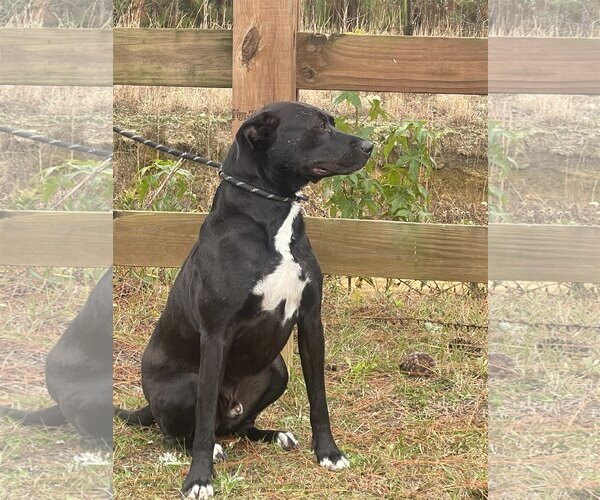 Medium Photo #6 Bulldog-Labrador Retriever Mix Puppy For Sale in Tarrytown, GA, USA