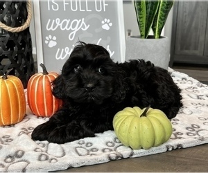 Cockapoo Puppy for sale in FRANKLIN, IN, USA