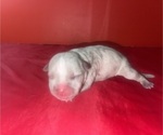 Small #1 American Bully