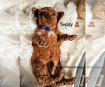 Small Photo #61 Goldendoodle (Miniature) Puppy For Sale in GASTONIA, NC, USA