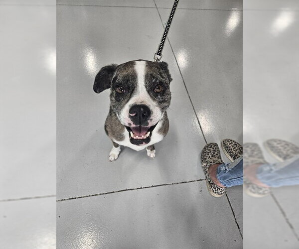 Medium Photo #1 Boxerhoula Puppy For Sale in Temple, TX, USA