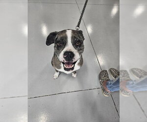 Boxerhoula Dogs for adoption in Temple, TX, USA