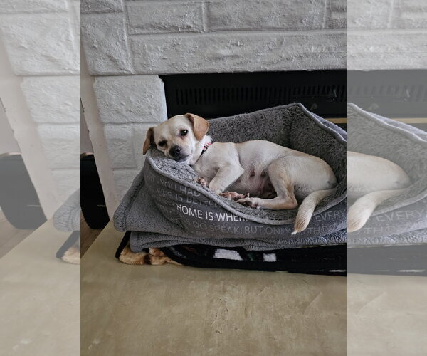 Medium Photo #2 Chiweenie Puppy For Sale in Jackson, NJ, USA