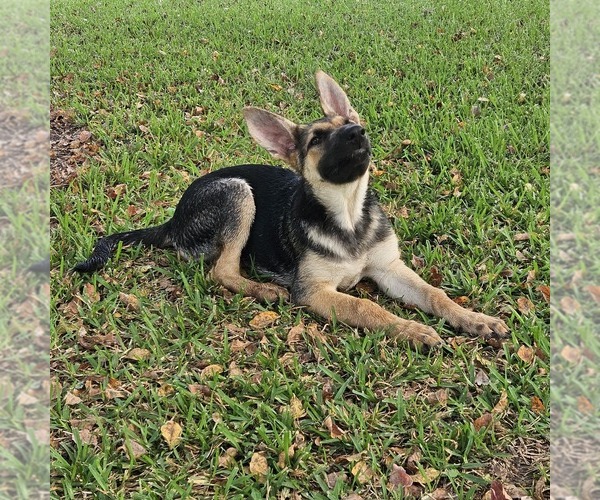 Medium Photo #9 German Shepherd Dog Puppy For Sale in NAVASOTA, TX, USA