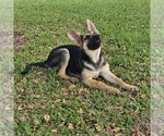Small #8 German Shepherd Dog