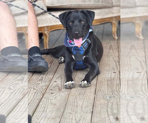 Medium Photo #2 Mutt Puppy For Sale in Holly Springs, NC, USA